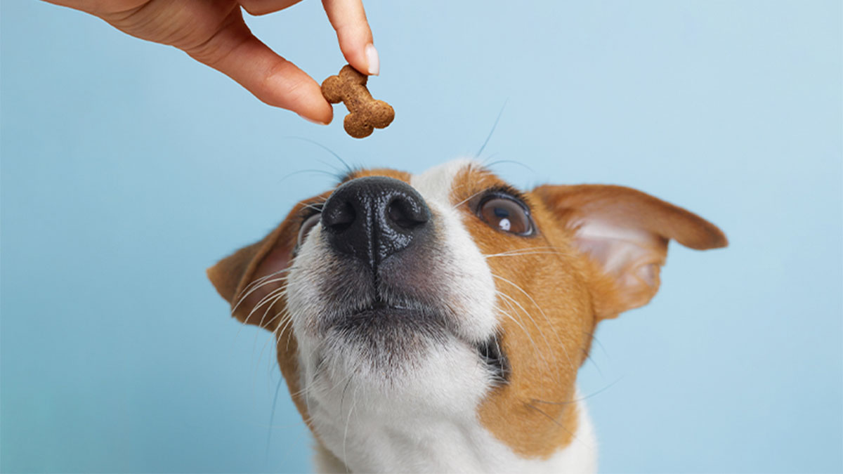 Pessoa a alimentar cão com ração seca